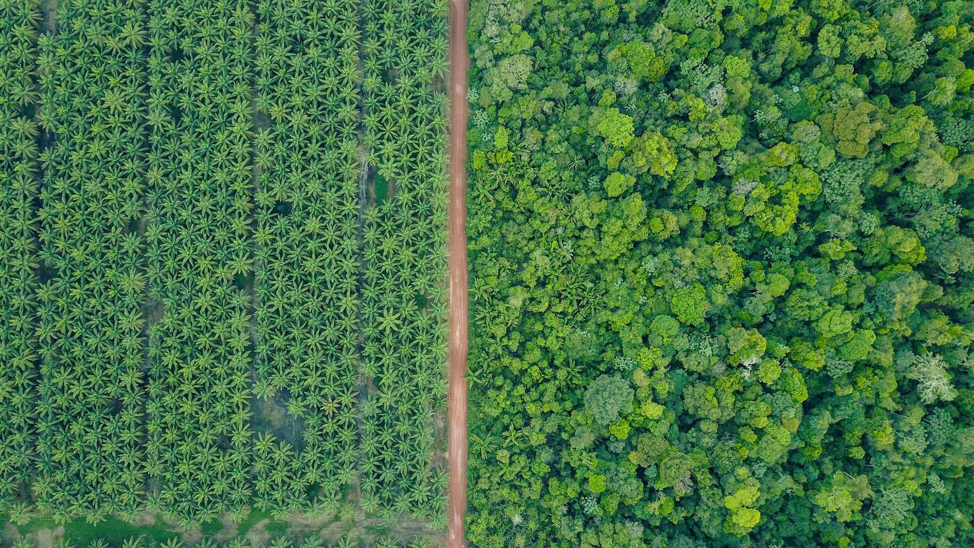 The Amazon is under threat from large-scale agriculture, including palm oil plantations. Picture: PA Photo/Laurie Hedges
