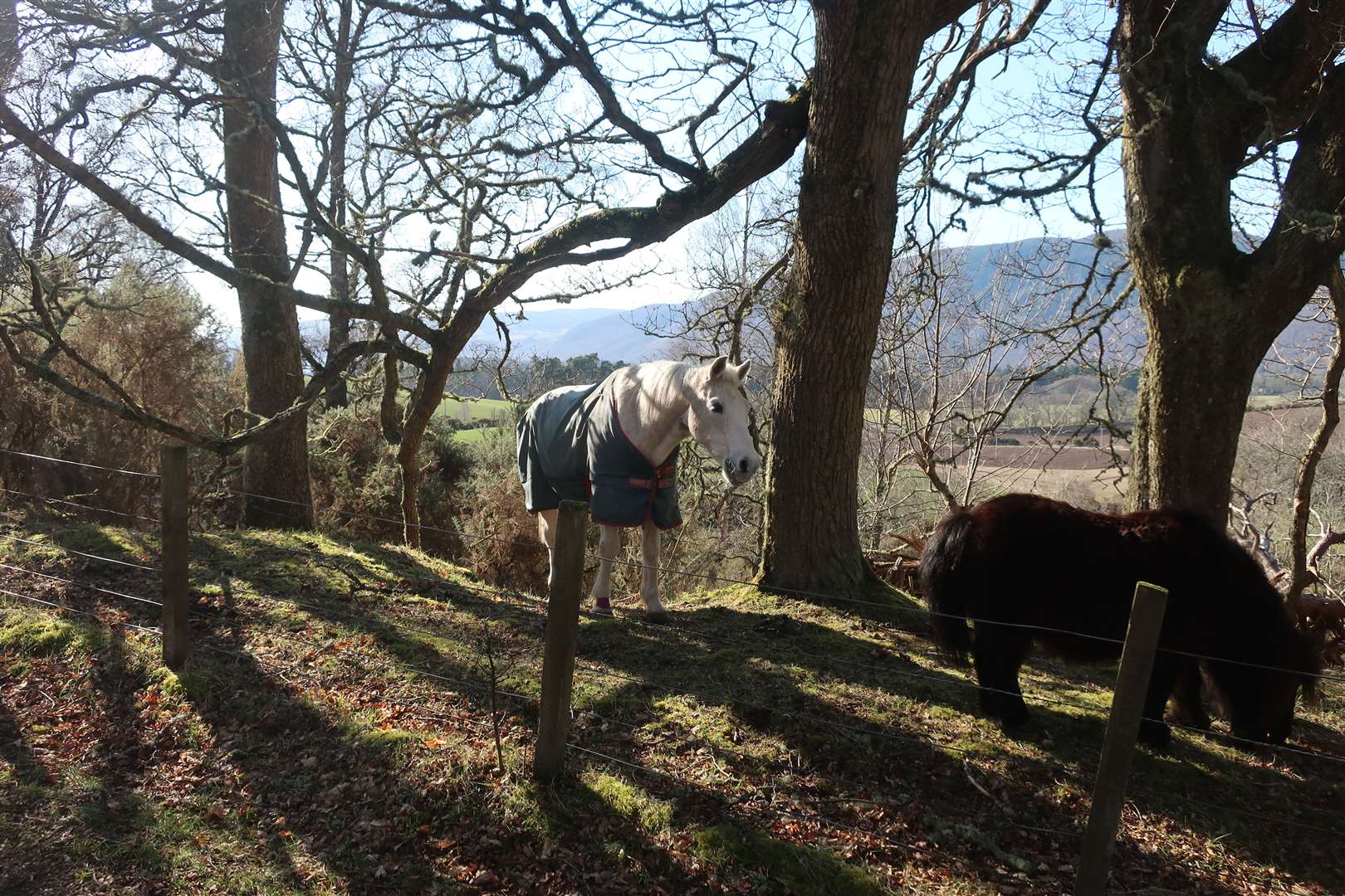 The pair of horses near the bottom of the hill.