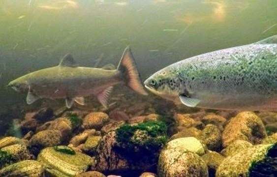 Smolts and Atlantic Salmon. Picture: Chris Conroy, Atlantic Salmon Trust.