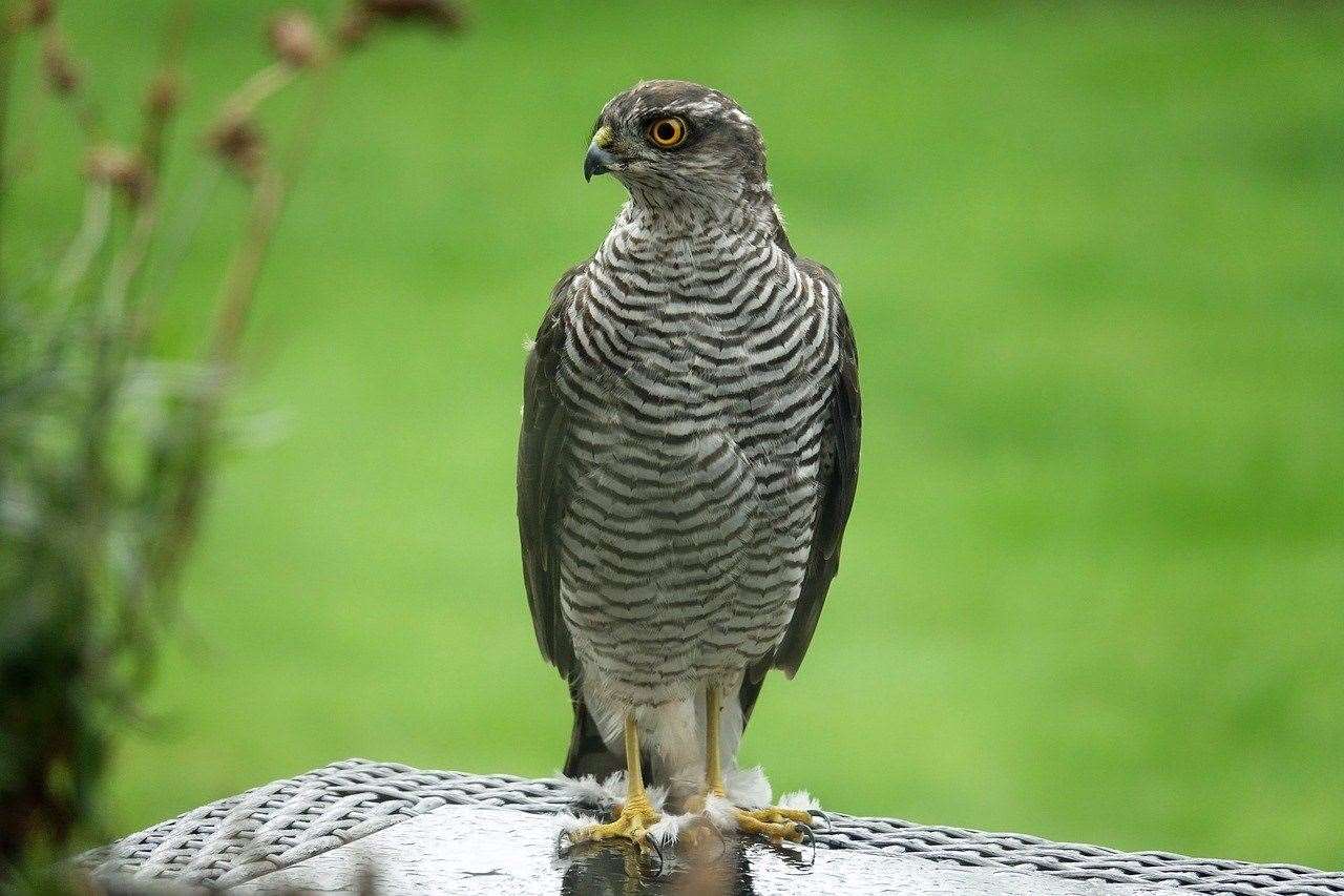 A majestic sparrowhawk.