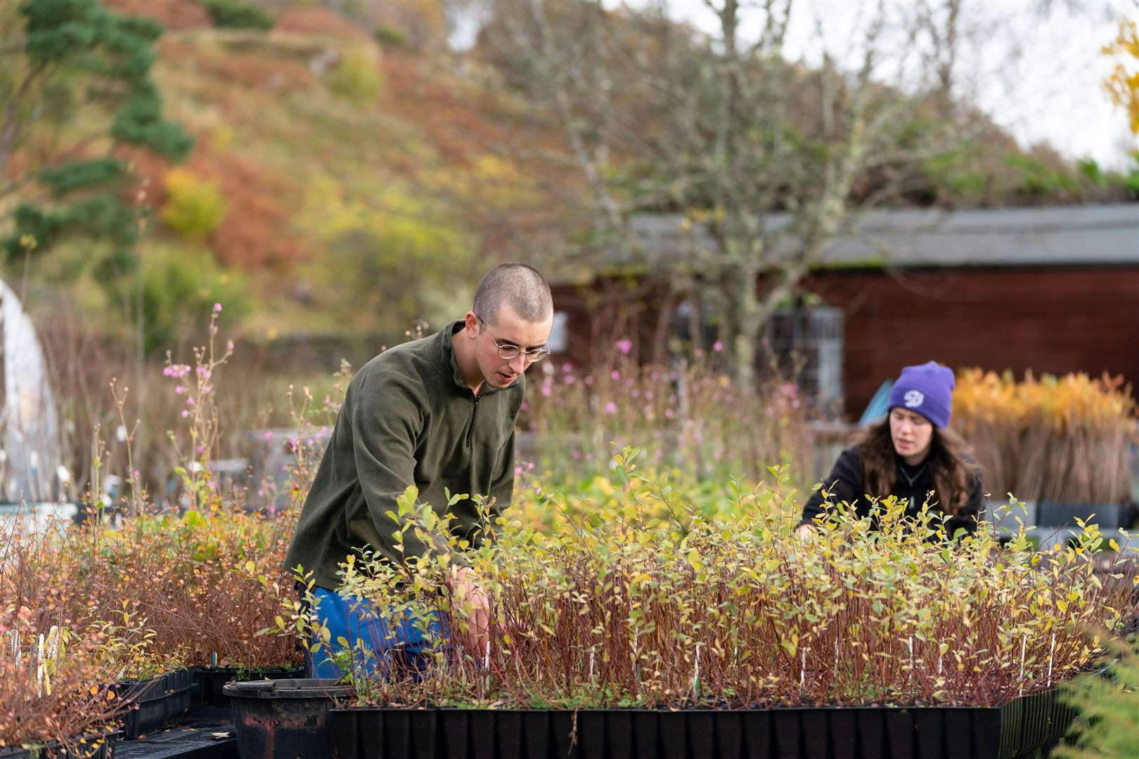 Trainees Alice Mellon and Daniel Twist working on Dundreggan tree nursery. Picture by: Ashley Coombes.