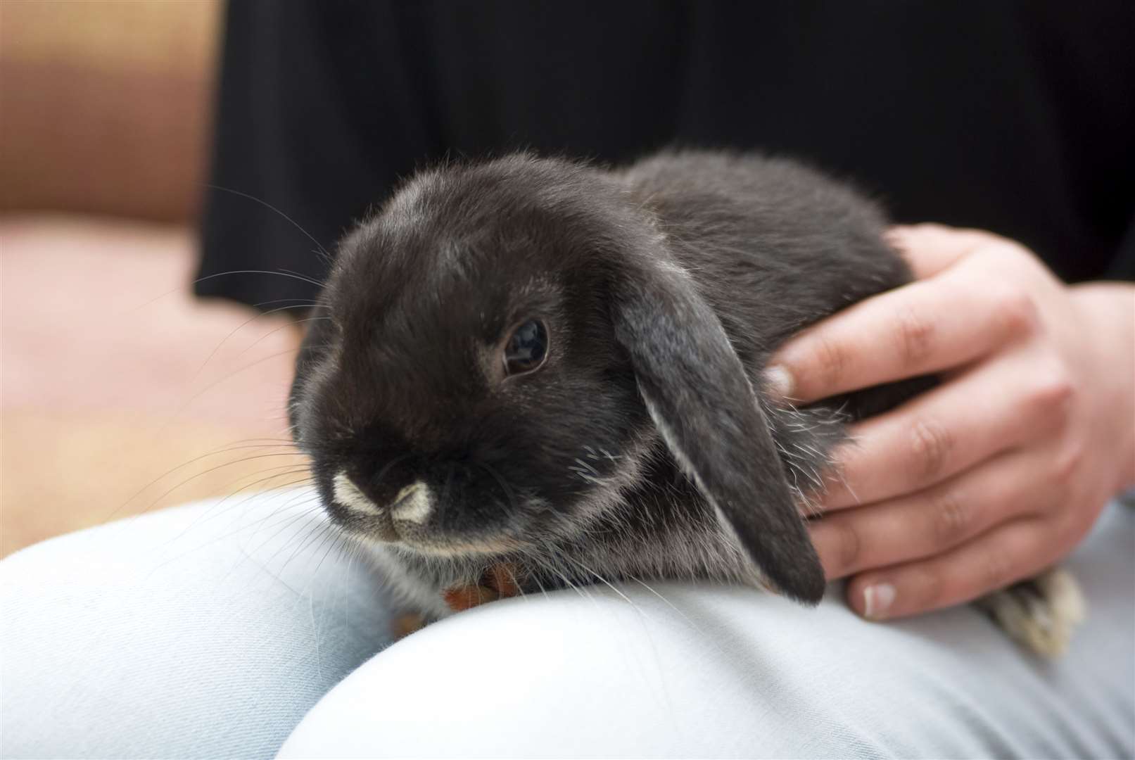 Rabbits can happily live indoors or outdoors if you care for them properly.