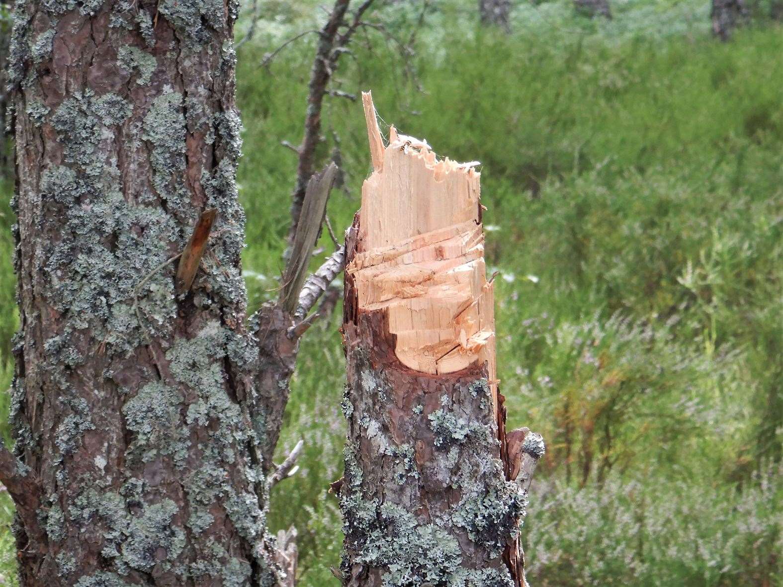 Live trees were chopped down in the Cairngorms National Park.