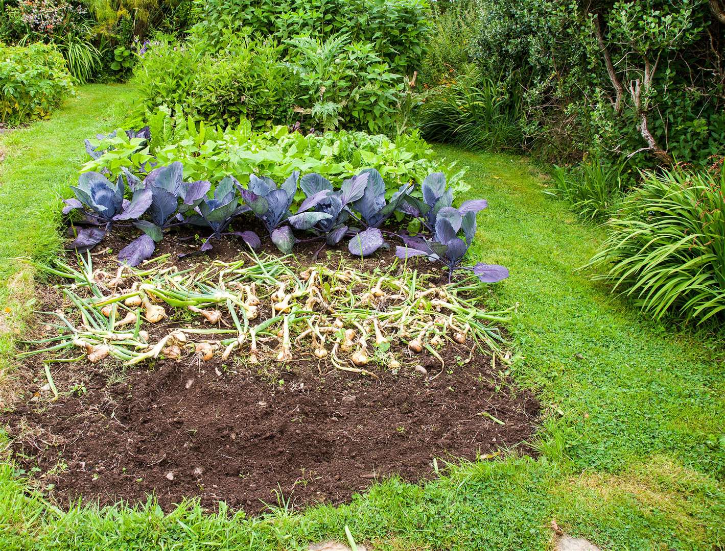 Make use of empty space on a vegetable patch for a green manure crop. Picture: iStock/PA