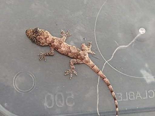 A baby gecko travelled 5,000 miles from Zanzibar to England after ‘stowing away’ in a suitcase (PA)