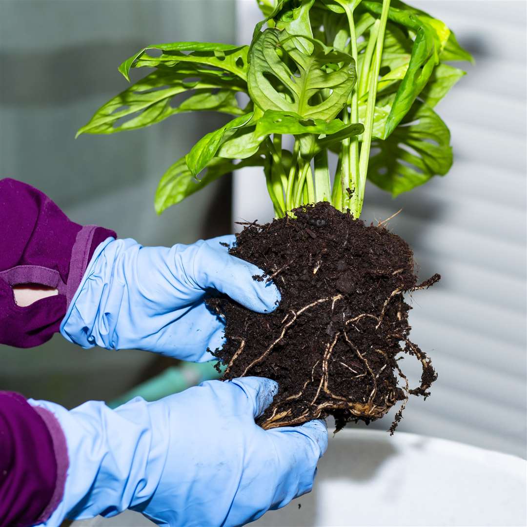Untangling roots before repotting. Picture: iStock/PA