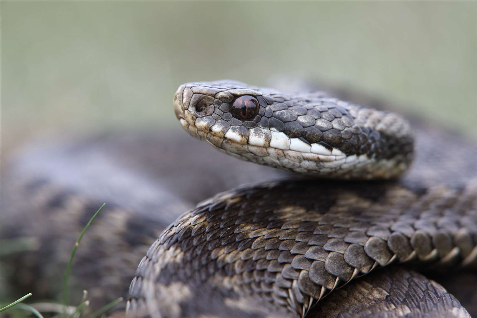 Adders are among those with a champion.