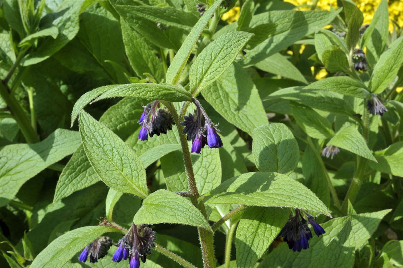 Comfrey can be used to make a liquid plant feed. Picture: iStock/PA