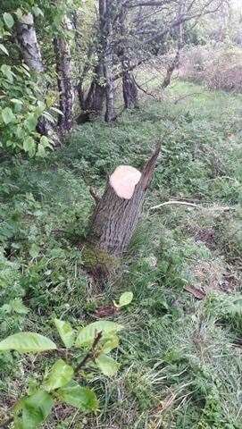The stump of a tree stolen from Merkinch Local Nature Reserve