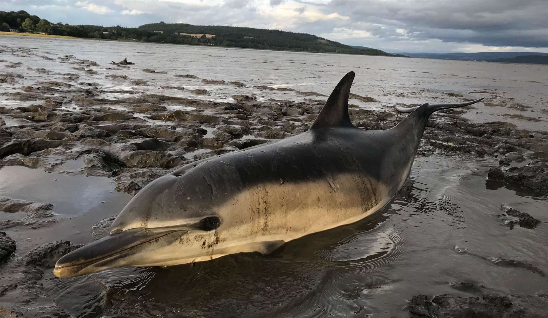 Receding tides left the common dolphin stranded on the mudflats.