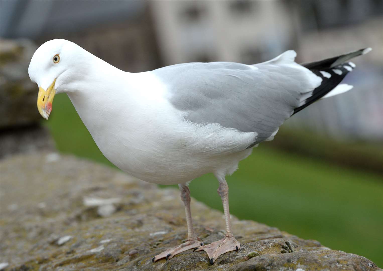 A herring gull was struck with the stuck before being 'put out of its misery'.