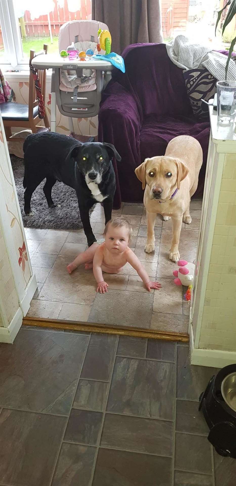 Baby Charlotte with their dogs Caley and Bella.