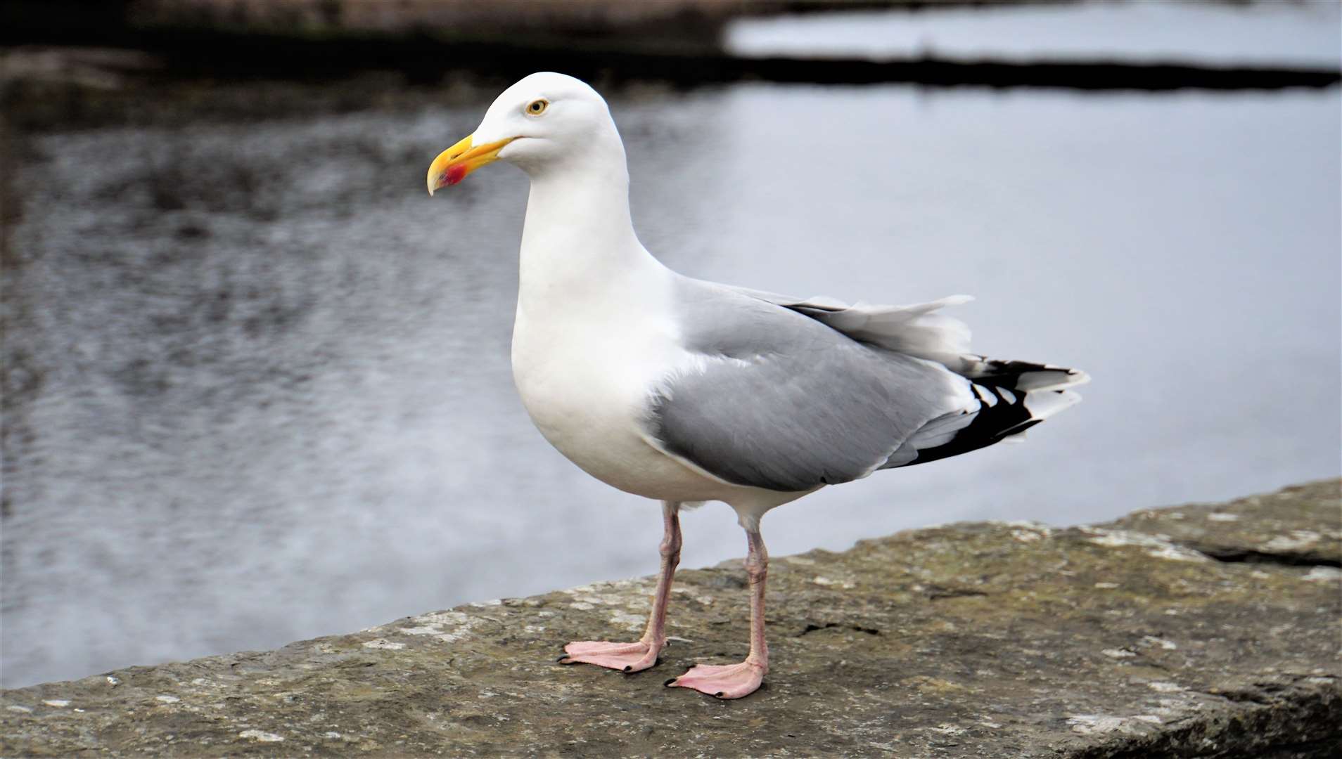 Inverness BID has applied to Highland Council for funding for its gull project.