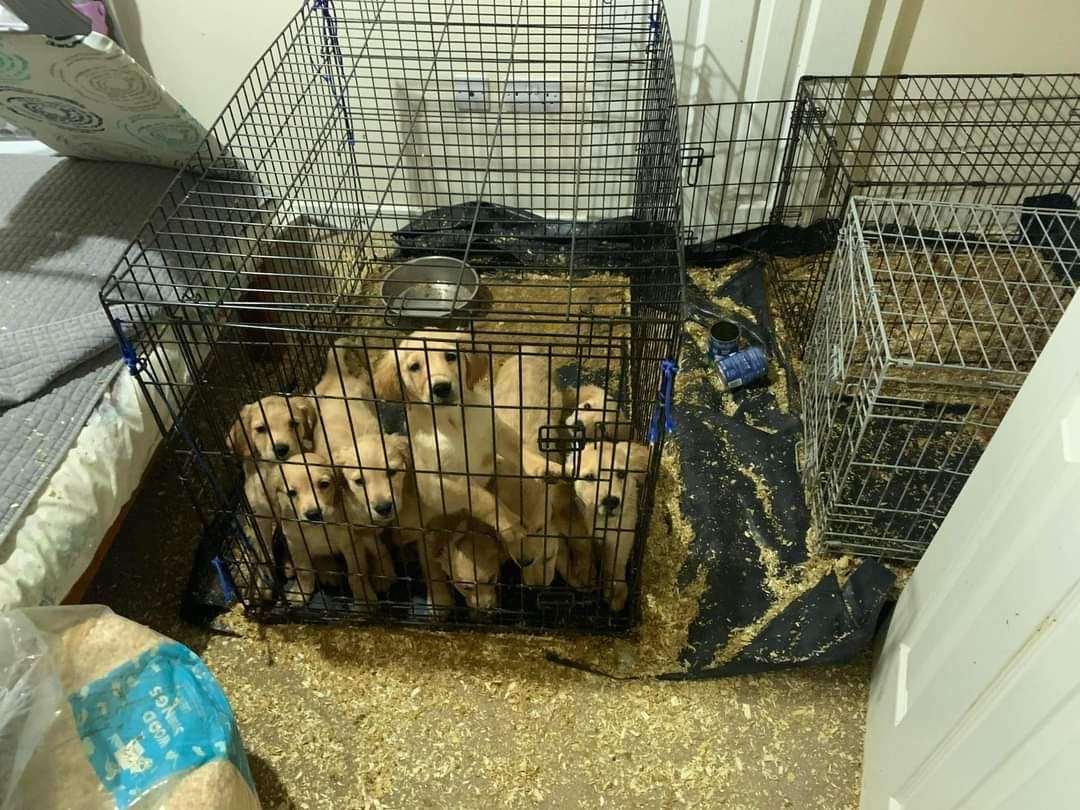 Nine of the puppies in a small cage.