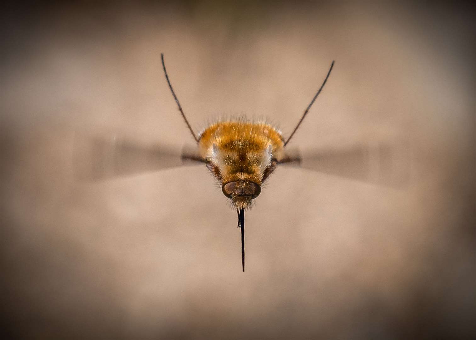 Bee flies are a sign of a healthy ecosystem. Picture: iStock/ PA