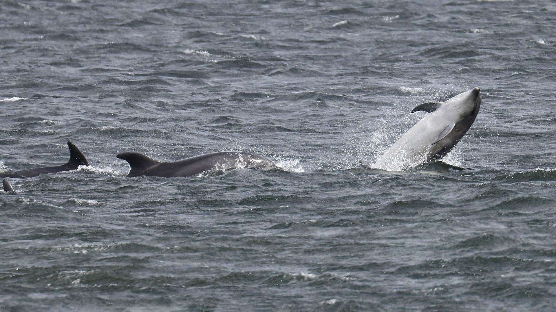 Dolphins off Chanonry on the Black Isle. Picture Charlie Phillips.