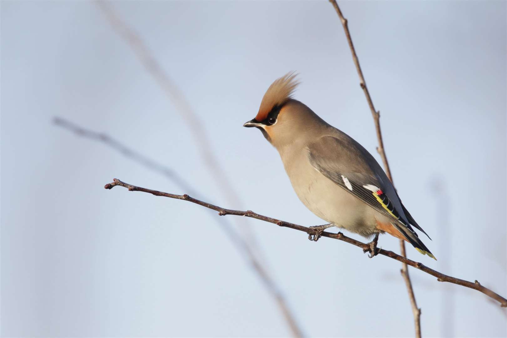 Waxwing. Picture: Andy Hay/rspb-images.com/PA
