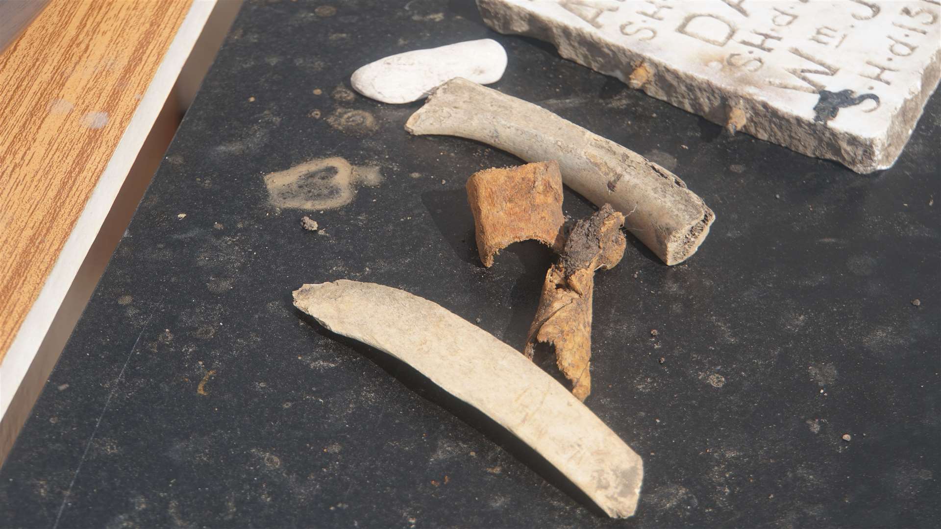 Some of the bone pieces found by the children.