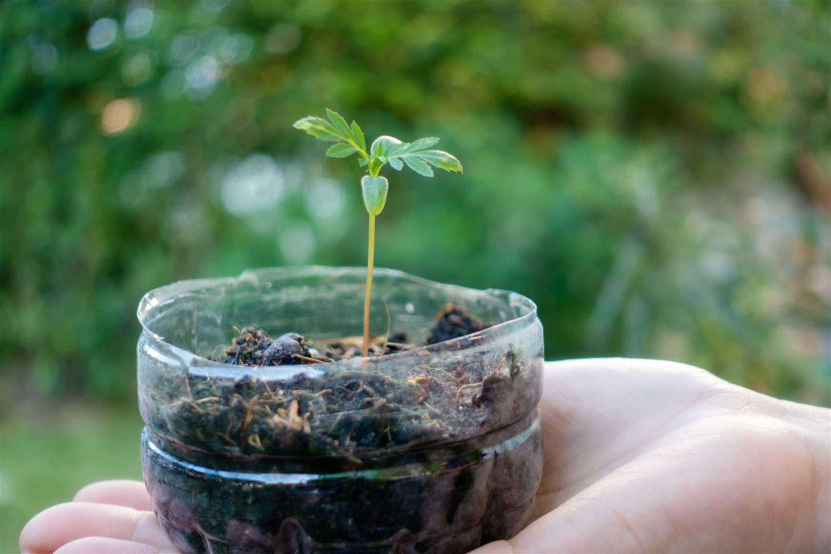 The bottom of a plastic bottle being upcycled to grow a seedling. Picture: iStock/PA