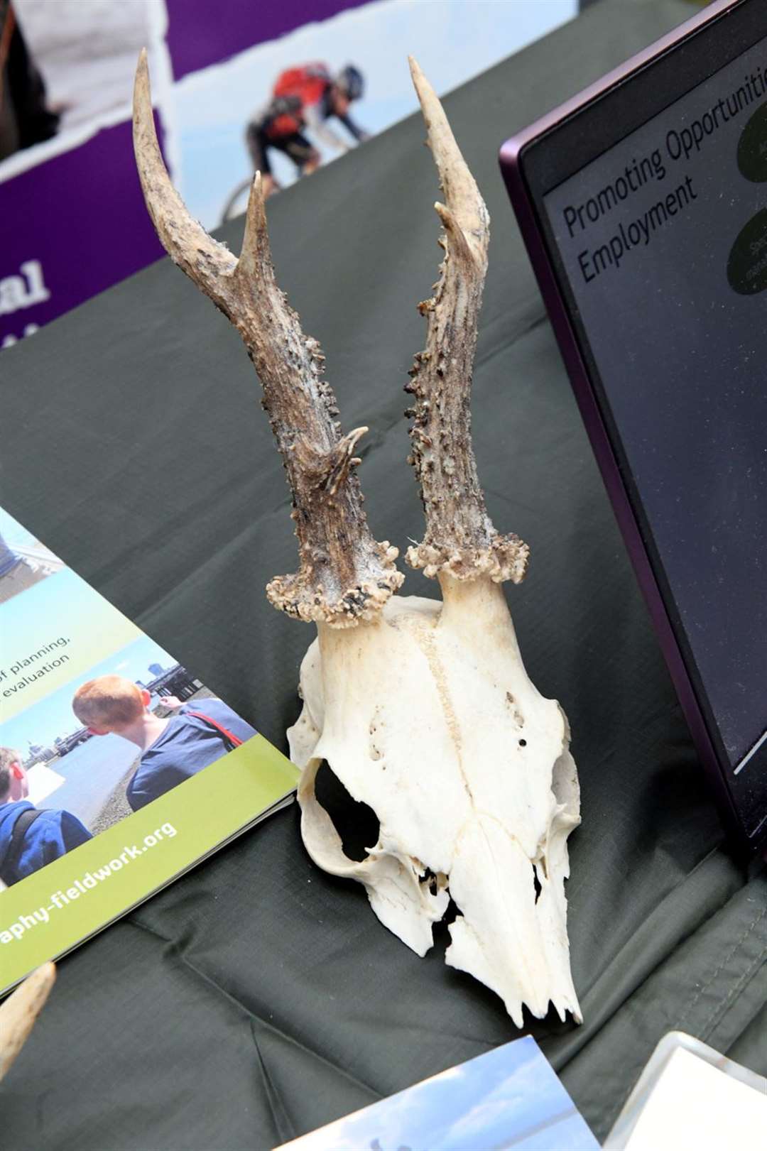 A deer skull which was on display.