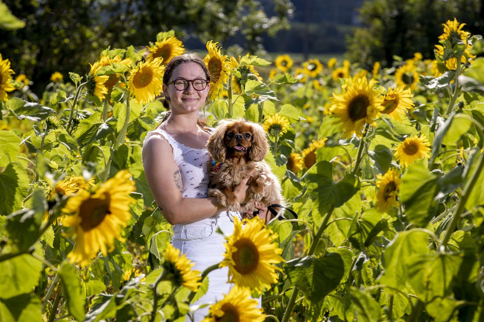 Patrice Green, 25, from Belfast on an August bank holiday day trip with her King Charles dog Bear at the Sunflower Field Portglenone (Liam McBurney/PA)