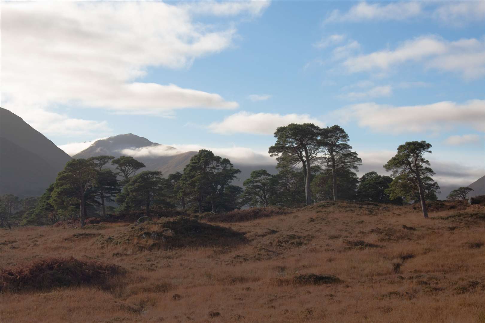 Mullach Fraoch-choire above a stand of Scots pines.
