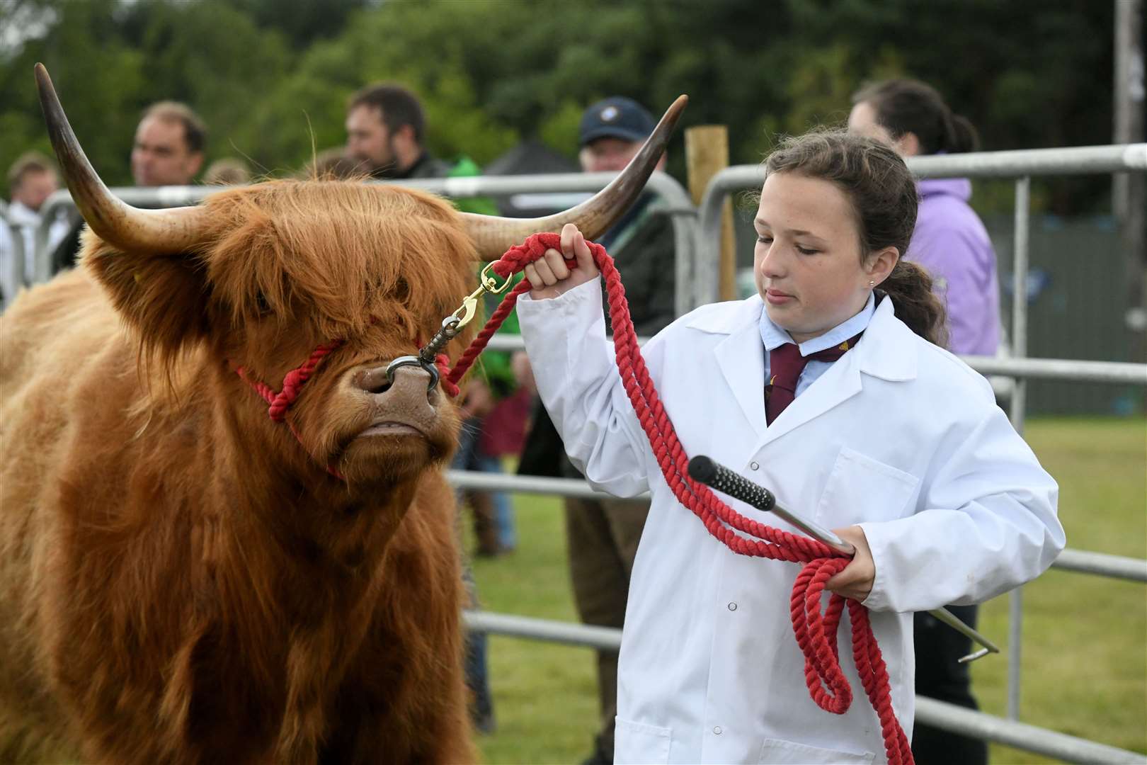 A Highland Cow being prepared for judging at the Black Isle Show. Picture: James Mackenzie.