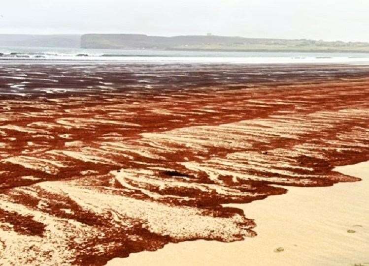 Linda said the strange blood-red substance seemed to be composed of 'little seeds'. Picture: Linda Stewart