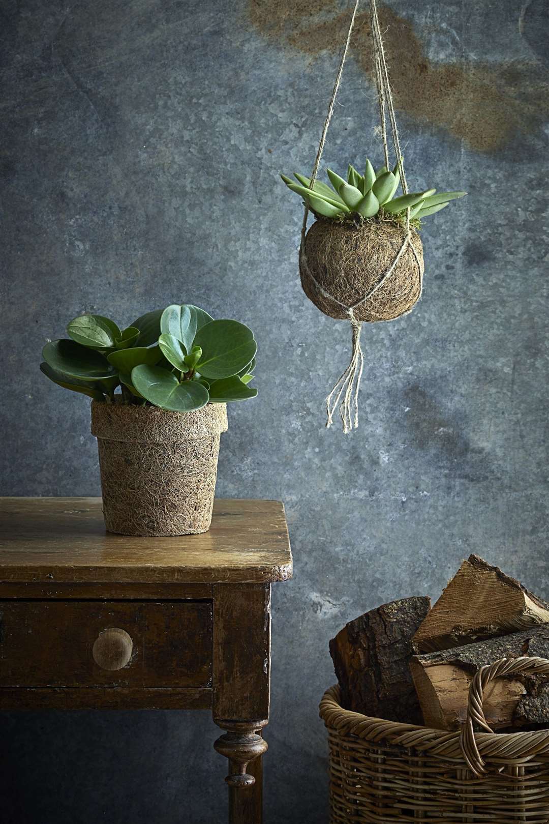 A succulent in a hanging kokedama. Picture: Dobbies Garden Centres/PA