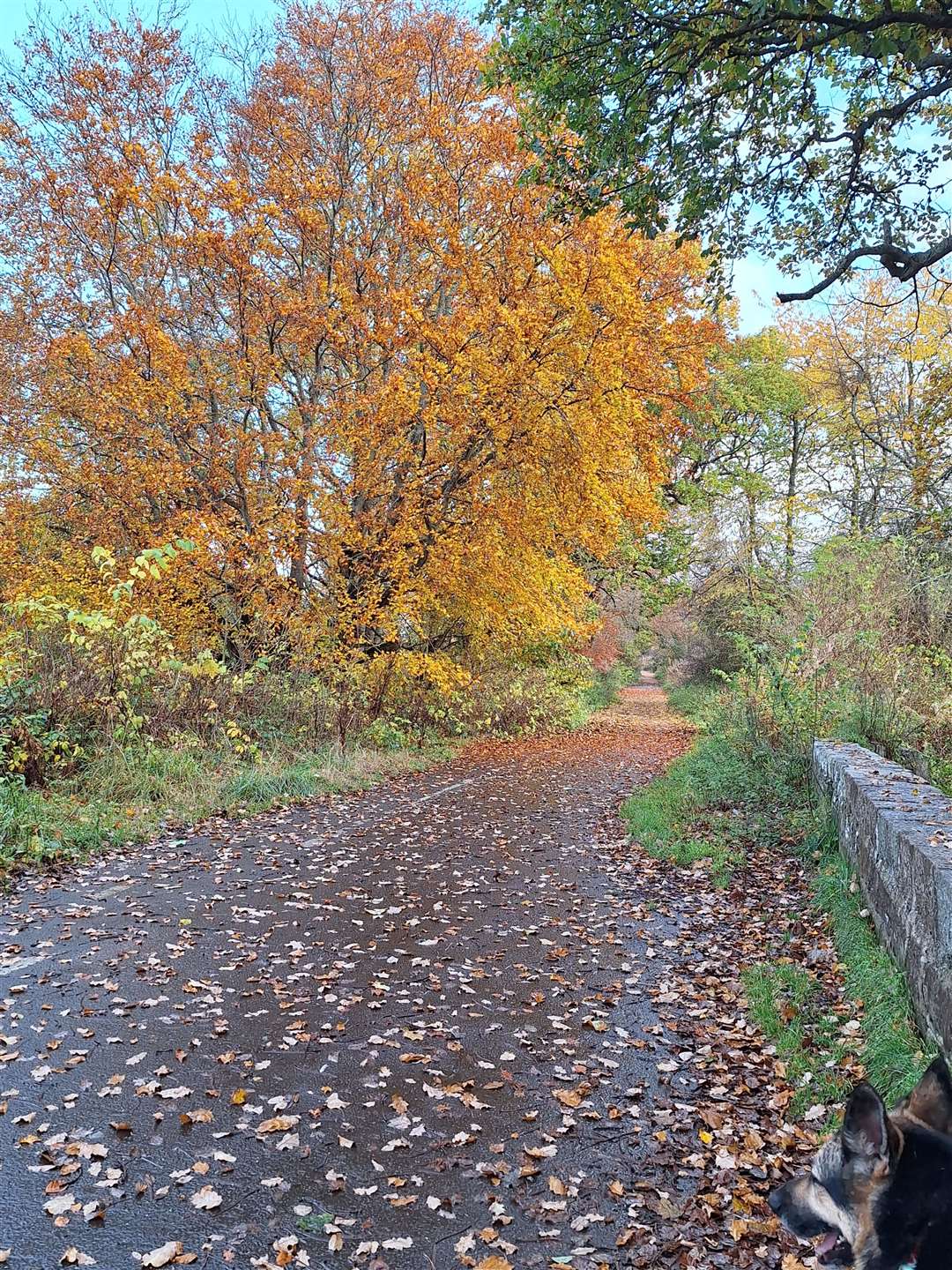 Autumn leaves on the old A96. Picture: Liz Robertson