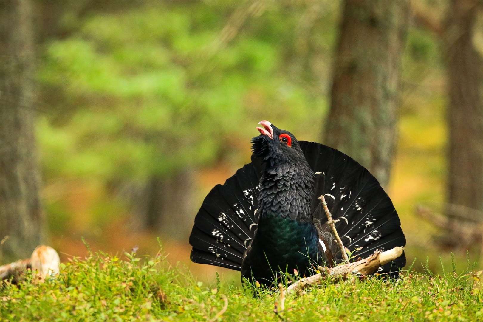 There may be as few as 500 capercaillie remaining in the wild, it is being warned. Picture: Jude Dinham-Price.