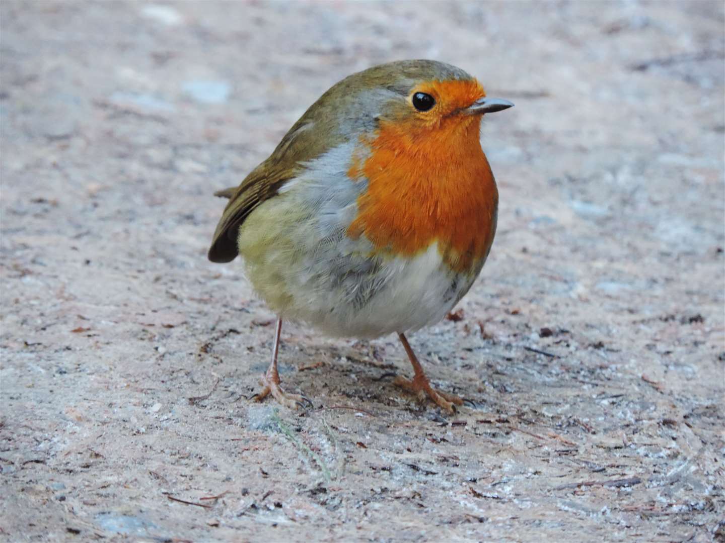 A robin at rest. Picture: Elena Reid, Nairn