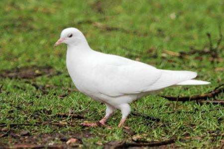 The white dove that was in Ray's garden.