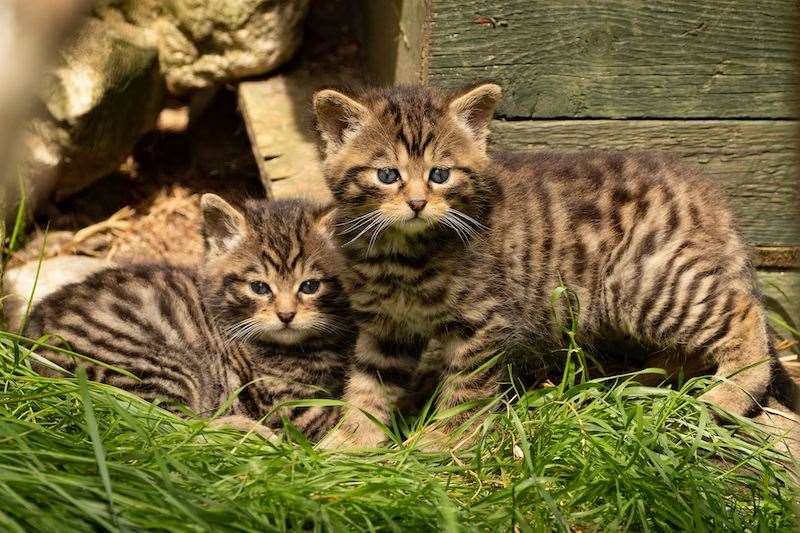 Two of the new-born wildcat kittens. Copyright: Aigas Field Centre.