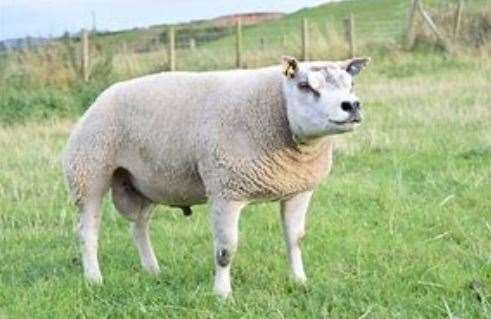 The pedigree Beltex sheep, which was tagged, was worth £2500.