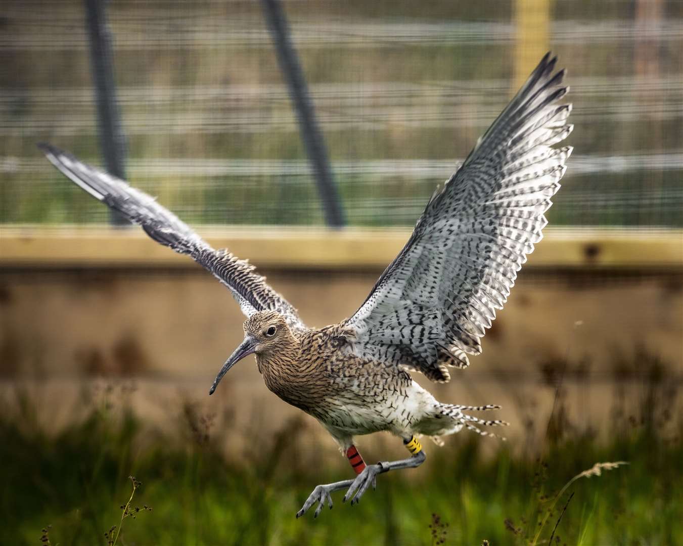 A young curlew in flight after being released into the wild around Lough Neagh in September after being rescued from a peatland fire (Liam McBurney/PA)
