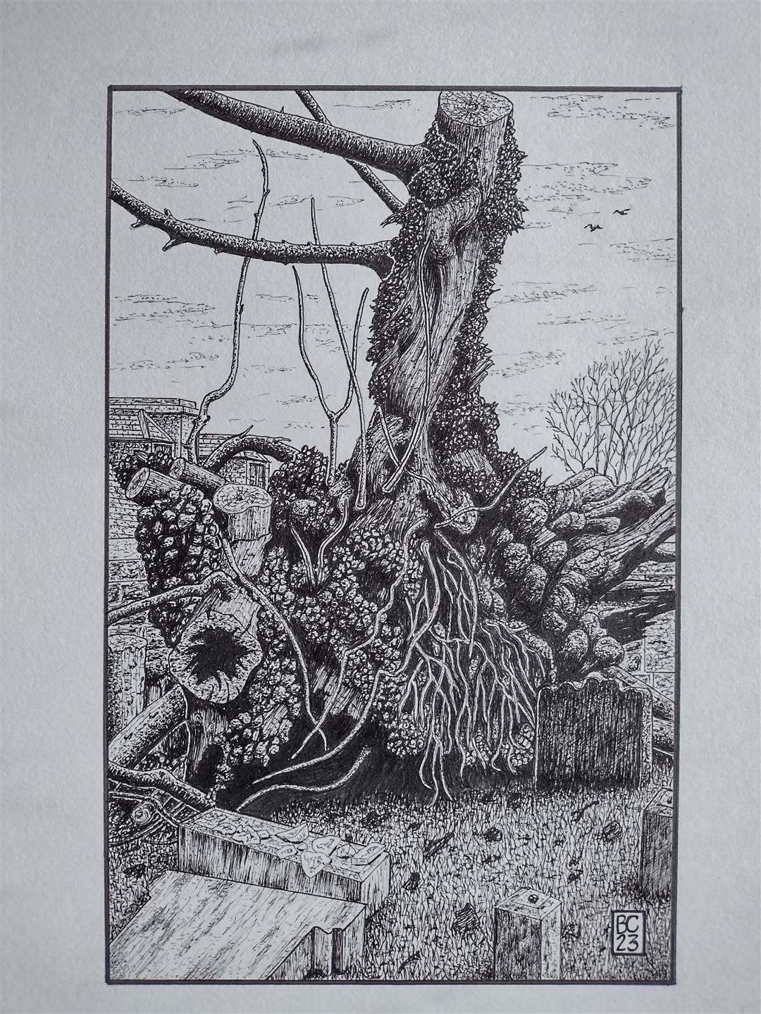 An illustration of the Beauly elm by artist Bernard Carter.