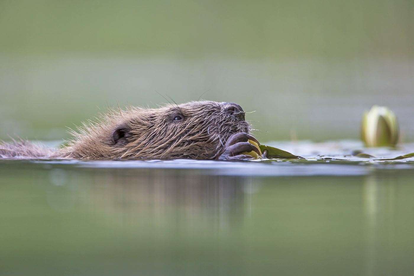 The European Beaver has been reintroduced to Scotland on a limited basis.