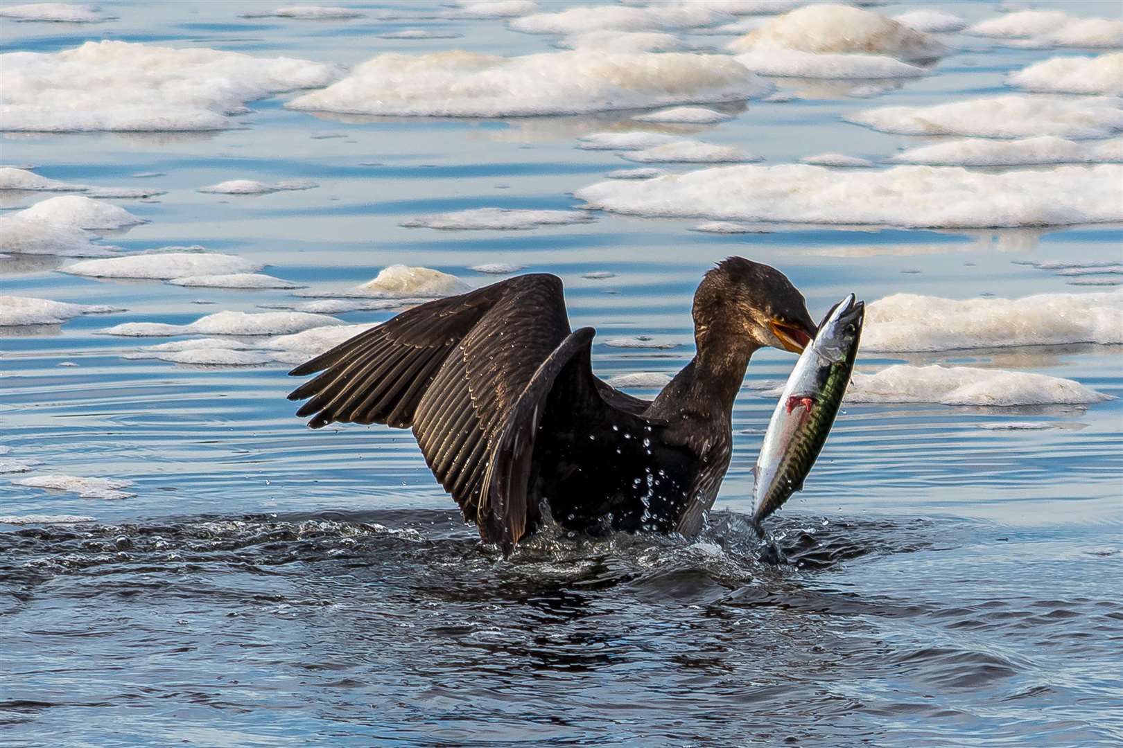 Angus Chisholm won the story category with this photography of a cormorant catchimg its dinner.