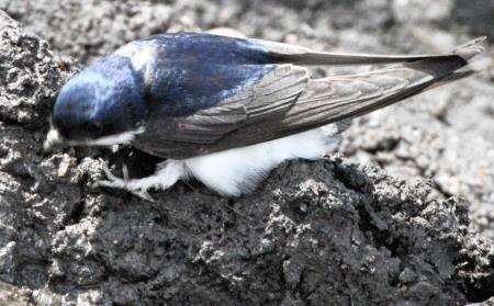 Ray’s house has become a hub for nesting house martins.