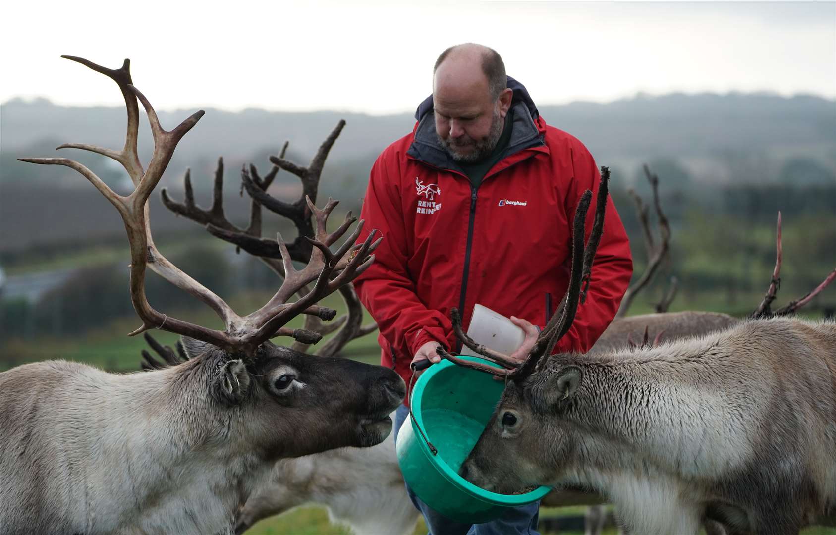 George Richardson owner of Rent-a-Reindeer in Cold Hesledon, County Durham, feeds some of his herd (Owen Humphreys/PA)