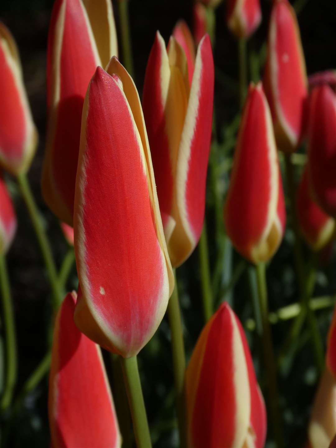 Tulipa clusiana 'Tinka'. Picture: Broadleigh Bulbs/PA