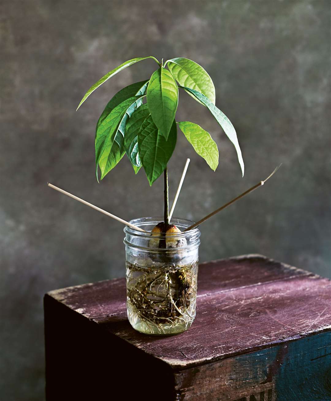 An avocado plant growing from a stone. Picture: Kim Lightbody/PA