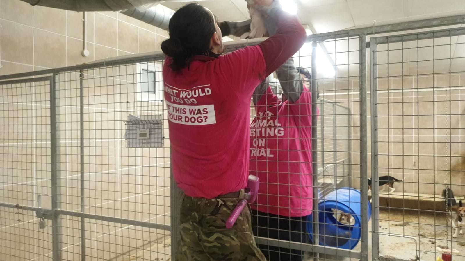 Activists entered the MBR Acres research facility in Cambridgeshire and a number of dogs were taken (Animal Rebellion/PA)