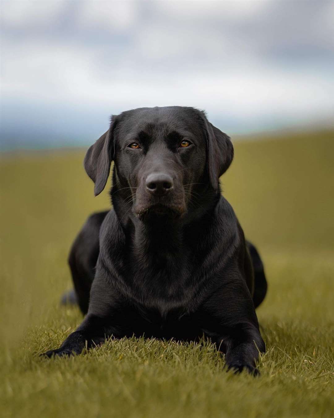 Luna, age 3, from Ullapool, owner Georgia Brown