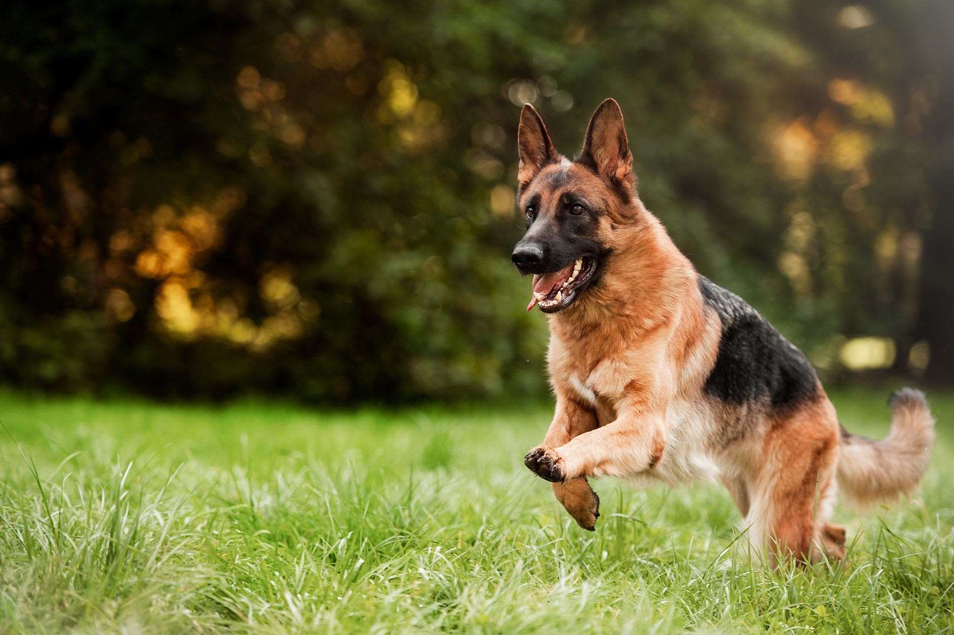 If your dog is finding exercise more difficult it could be a sign of heart disease.