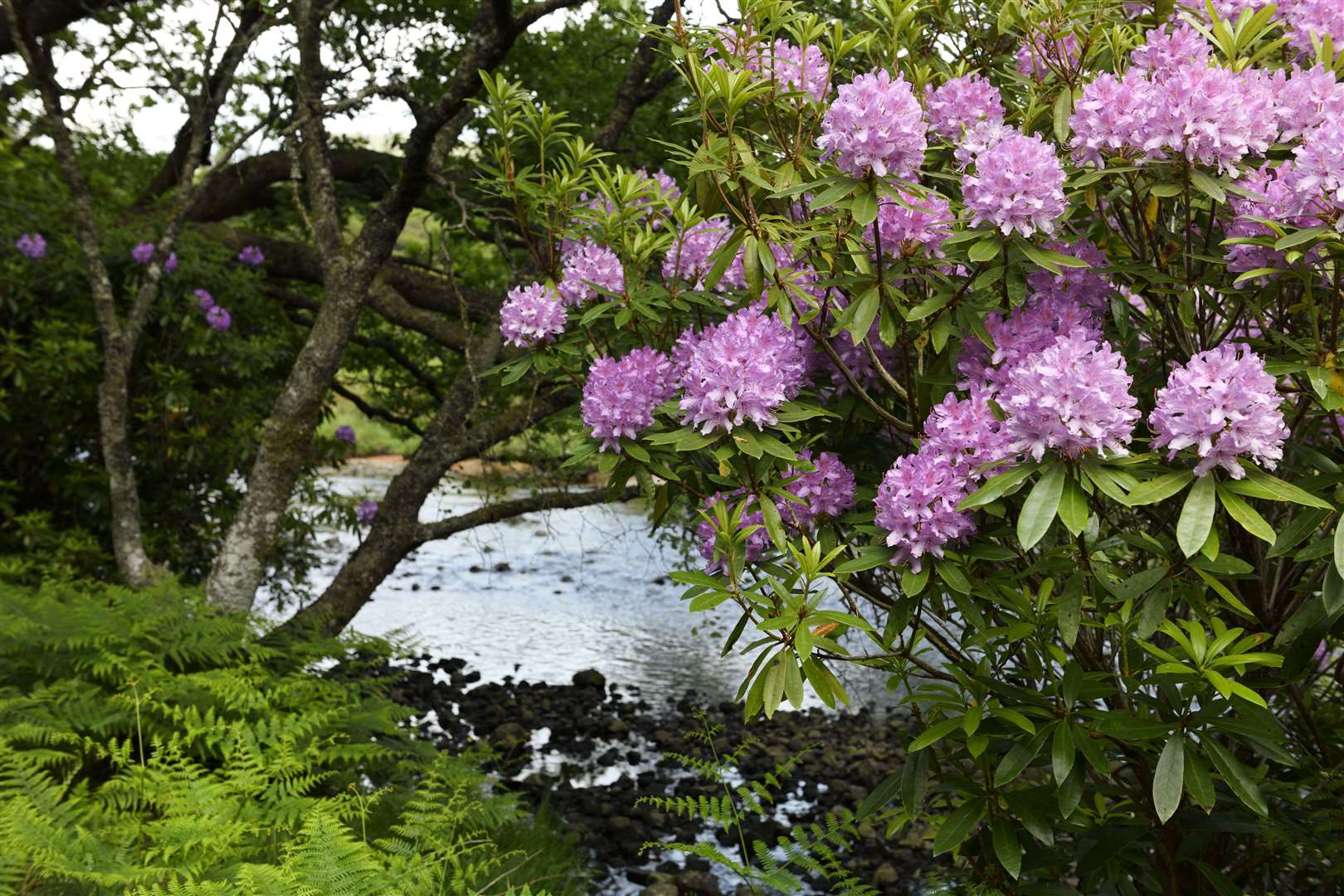 It may look pretty, but Rhododendron ponticum is Scotland's most dangerous non-native invasive species and unchecked can destroy ecosystems.