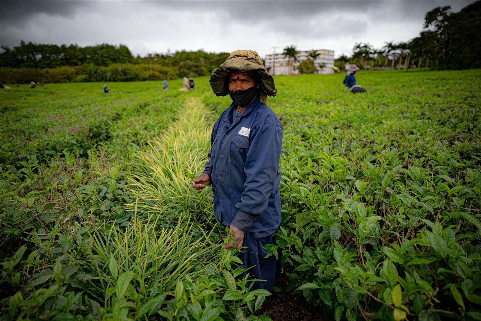 Tea farmer Oumila Ganas said the lack of tourists has affected her financially (Ben Birchall/PA)