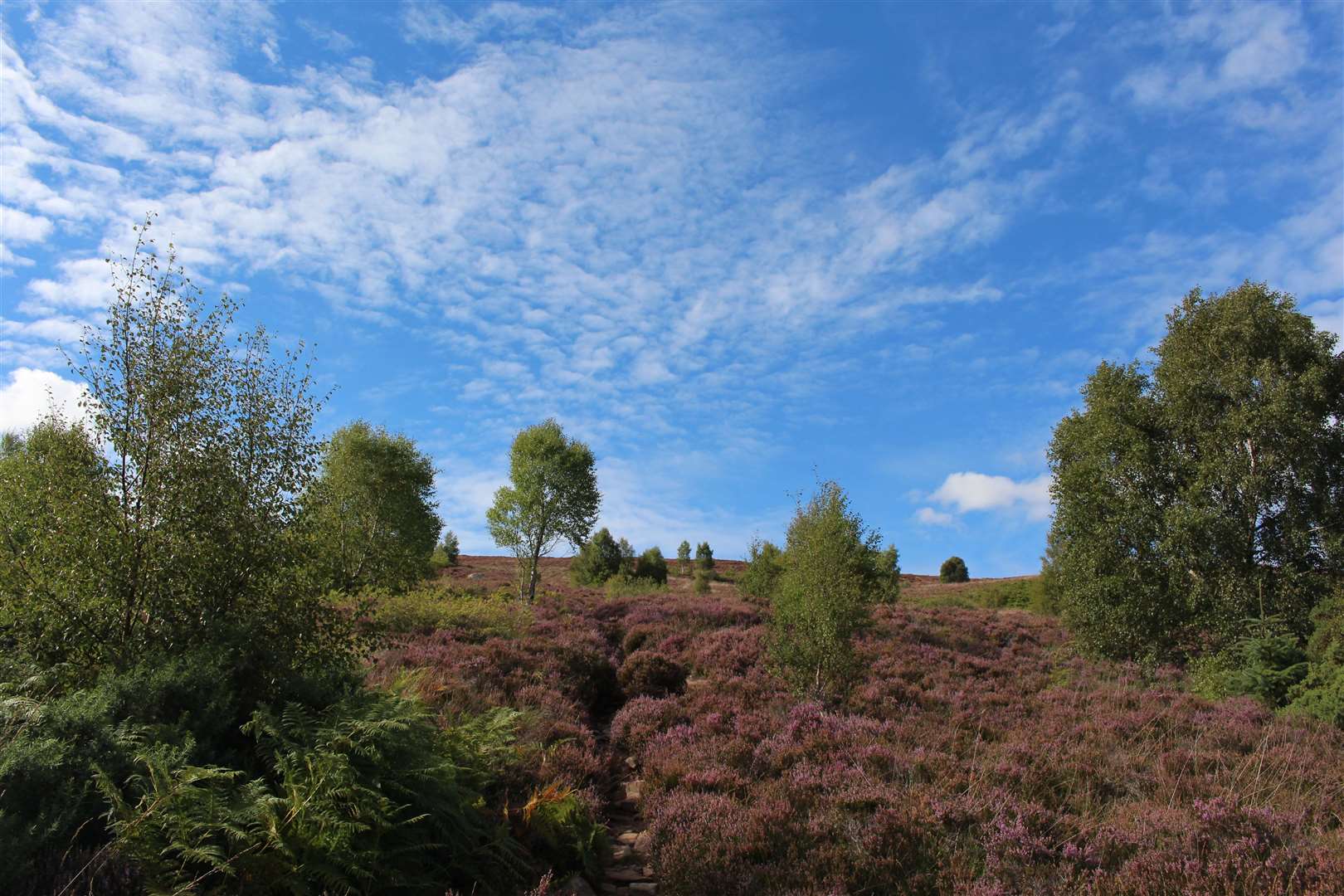 The path up through the heather.