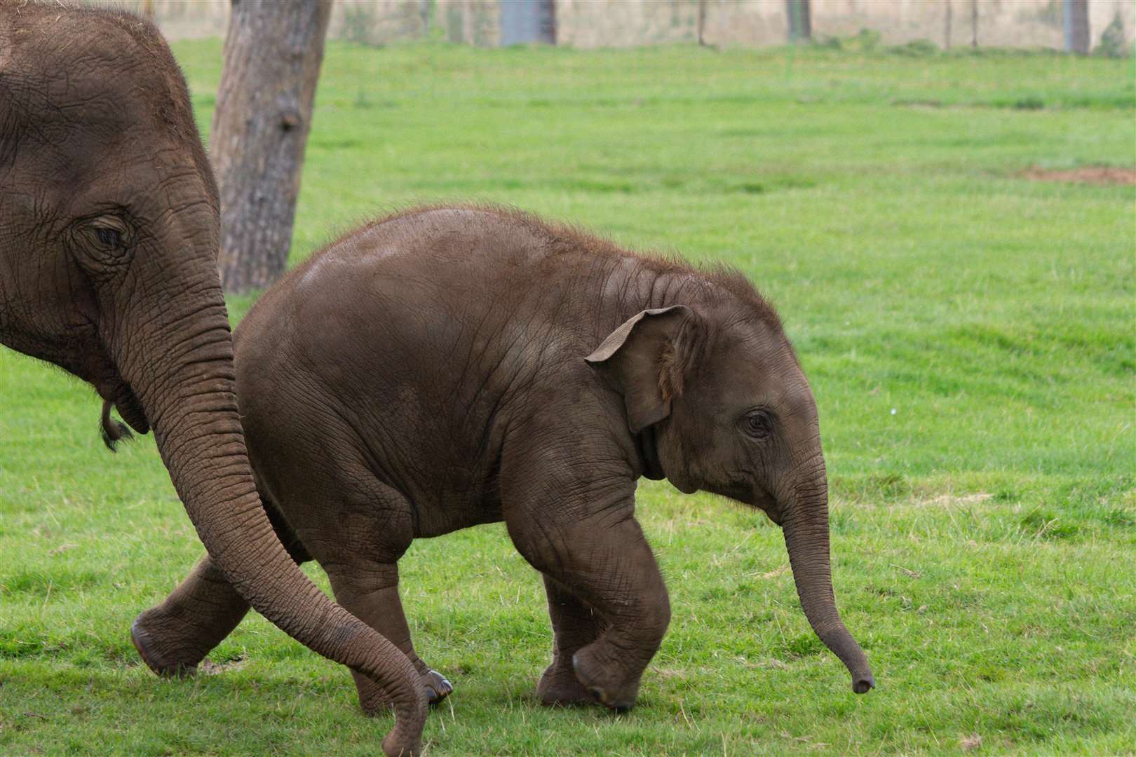 Elephant keeper Stefan Groeneveld said the footage showed 11-month-old Nang Phaya is ‘not ready to grow up just yet’ (Whipsnade Zoo/PA)
